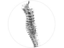 Cargar imagen en el visor de la galería, Dije Hipocampo Hiper Realista Plata .925 Diseño Exclusivo by NECORA