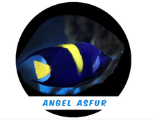 Cargar imagen en el visor de la galería, Ángel Asfur Md