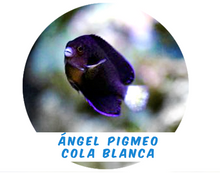 Load image into Gallery viewer, White-tailed Pygmy Angel