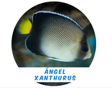 Load image into Gallery viewer, Ángel Xanthurus Md