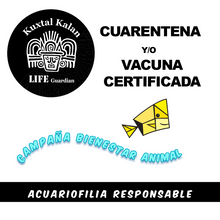 Cargar imagen en el visor de la galería, Gobio Aurora (Afr.)