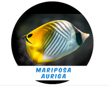 Load image into Gallery viewer, Auriga Butterfly - Auriga Butterfly Md