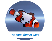 Cargar imagen en el visor de la galería, Payaso Snowflake