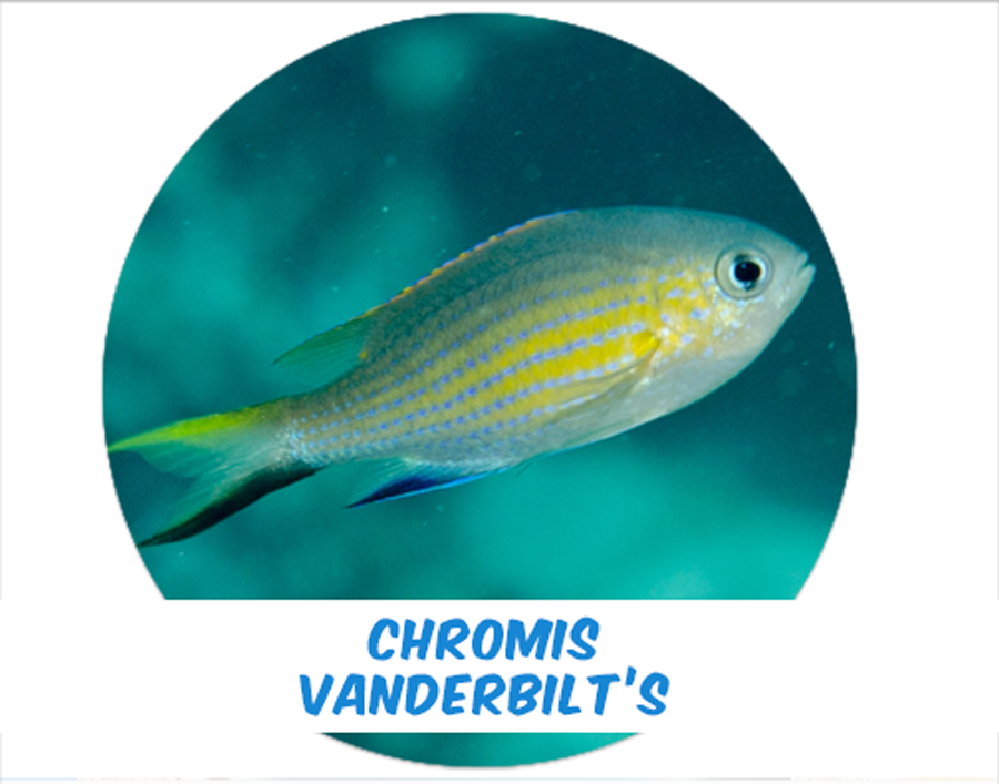 Damisela Chromis Vanderbilt