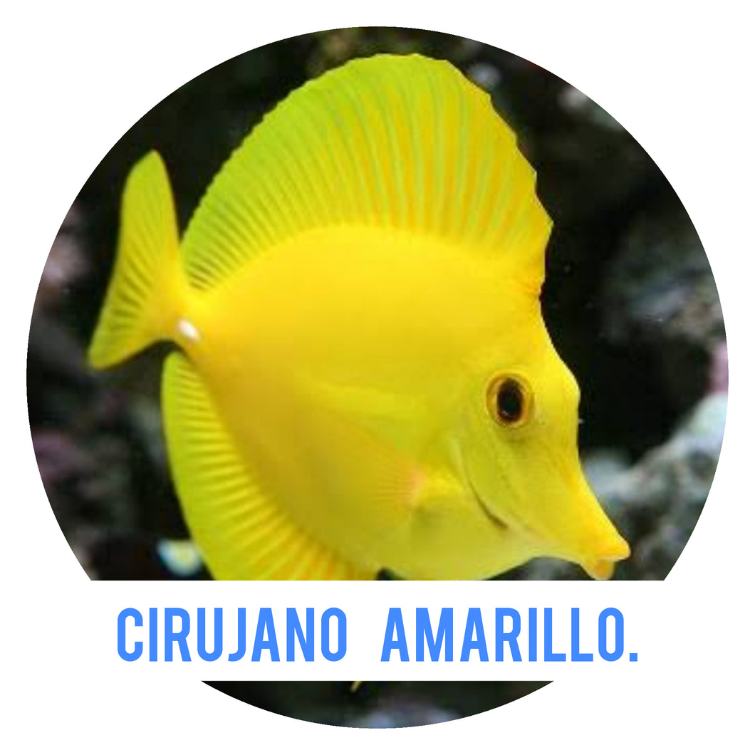 PREVENTA Cirujano Amarillo CH