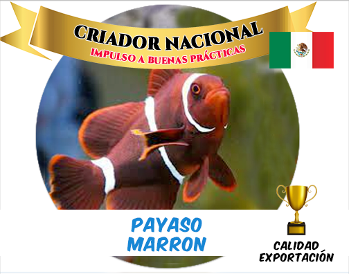 Payaso Marrón