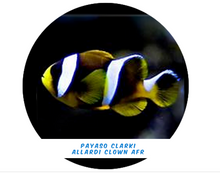 Load image into Gallery viewer, Clown Clarki - Allardi Clown (Afr) Md
