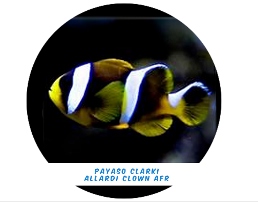 Clown Clarki - Allardi Clown (Afr) Md