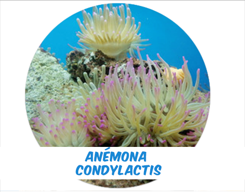 Anemone Condylactis