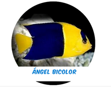 Load image into Gallery viewer, Fiji Bicolor Angel
