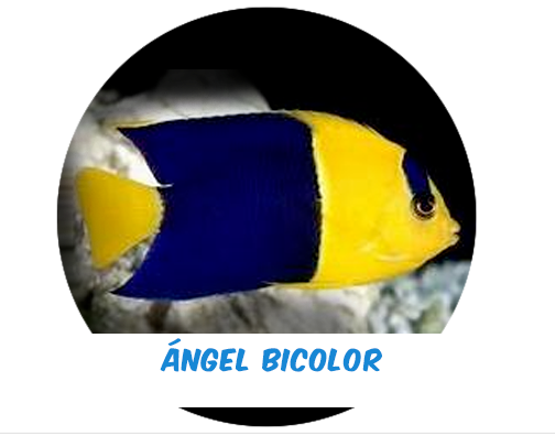 Fiji Bicolor Angel