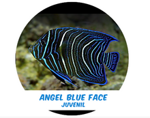 Load image into Gallery viewer, Ángel Blue Face (Indo) Md
