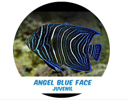 Ángel Blue Face (Indo) Md