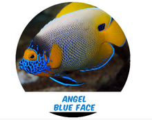 Cargar imagen en el visor de la galería, Ángel Blue Face (Indo) Lg
