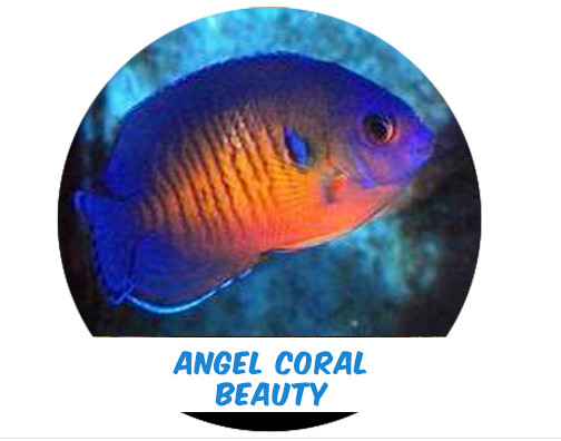 Coral Beauty