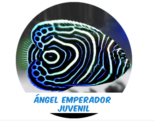 Presale * Angel Emperor Youth CH