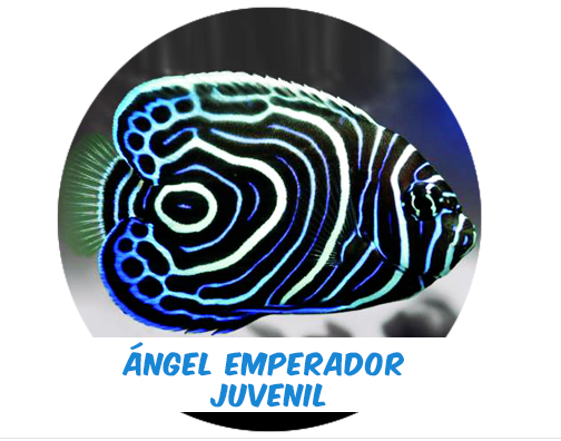 Precio Preventa * Ángel Emperador Juvenil M