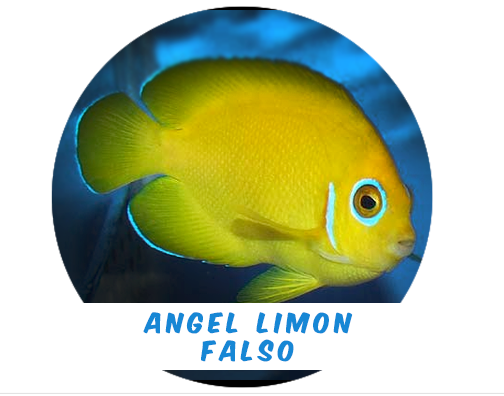 Lemon Angel - (False) Lemon Peel Angel