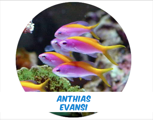 Evansi Anthias