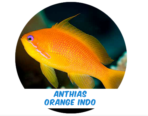 Anthias Orange Indo