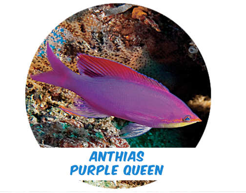 Anthias Purple Queen Lg