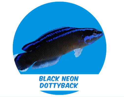 Black Neon Dottyback