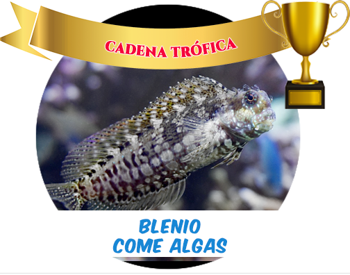 * Blenny Eats Algae - Pruner