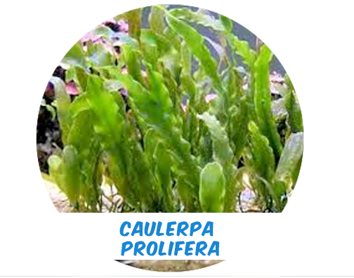 Alga Prolifera Planting foot