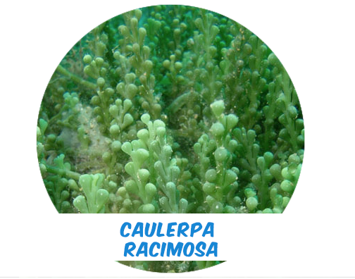 Algae Caulerpa Racimosa Planting foot