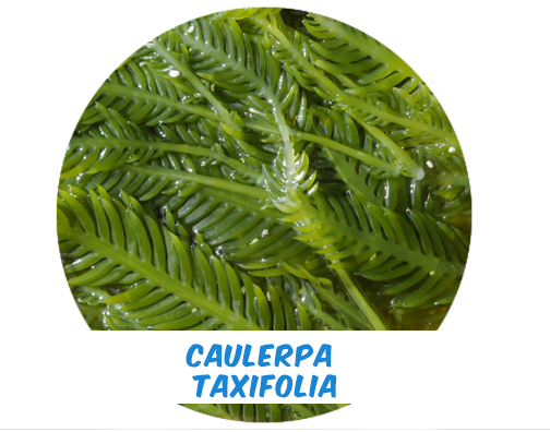 Alga Caulerpa Taxifolia Pie de siembra