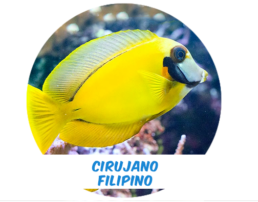 Cirujano Filipino