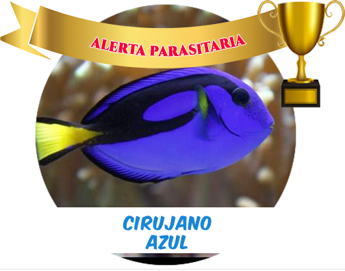 PREVENTA Cirujano Azul (Indo) TINY