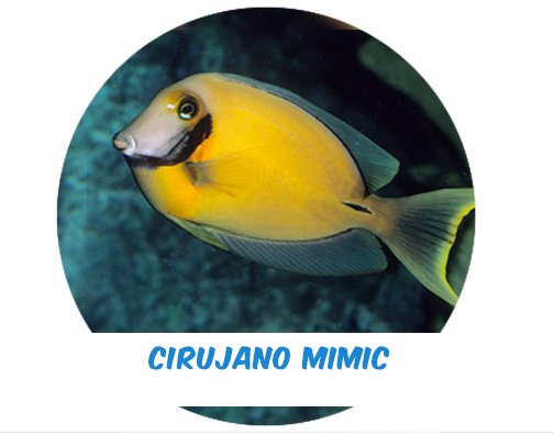 Cirujano Mimic M