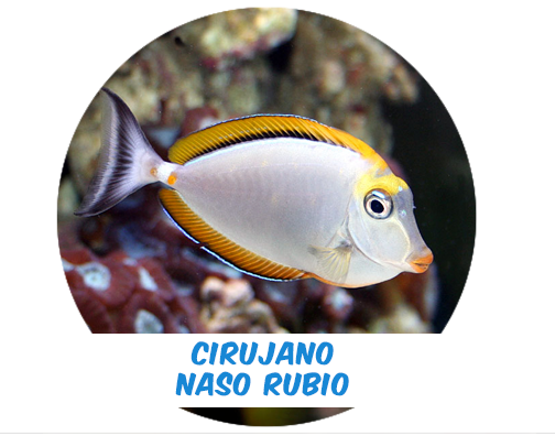 Cirujano Naso Rubio (Indo) MD