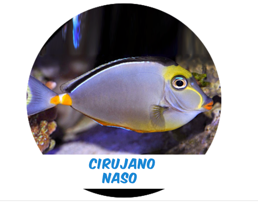 Cirujano Naso