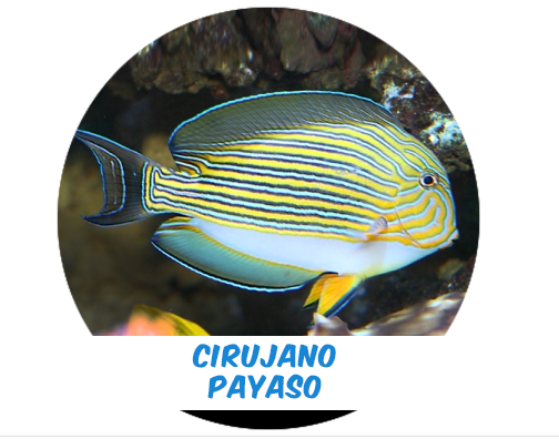 Cirujano Payaso (Indo)