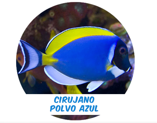 Cirujano Polvo Azul LG