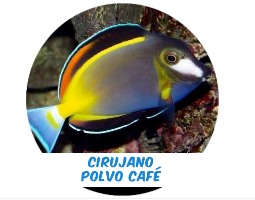 Cirujano Polvo Café MD