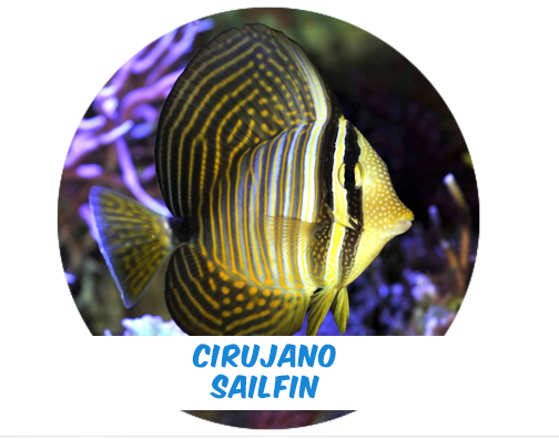 Cirujano Sailfin - Velo S