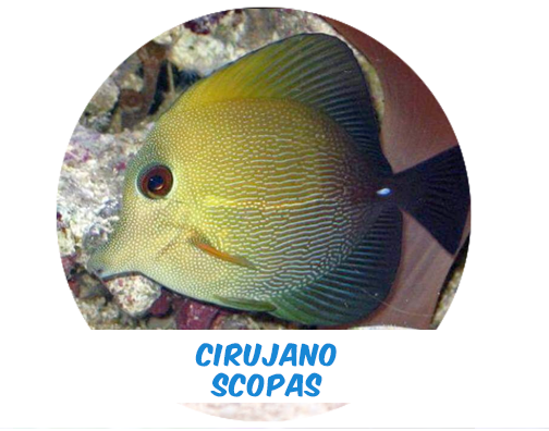 Cirujano Scopas M