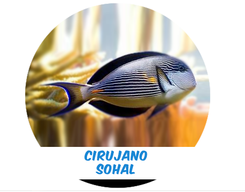 Cirujano Sohal MD