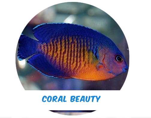 Coral Beauty