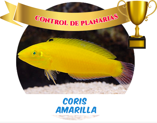 Yellow Corys