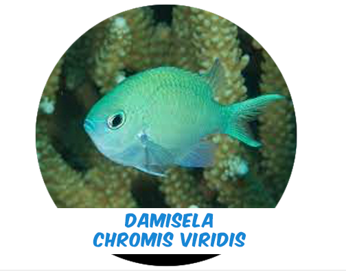 Damsel Chromis Viridis