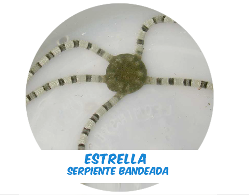 Estrella Serpiente Bandeada