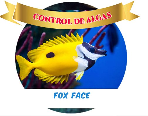 Foxface S