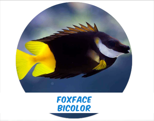 Foxface Bicolor S