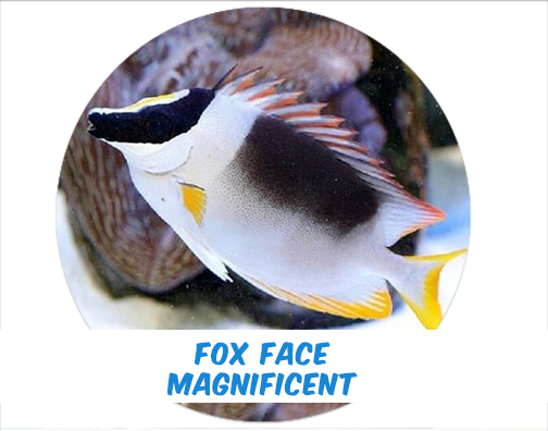 Foxface Magnifficent