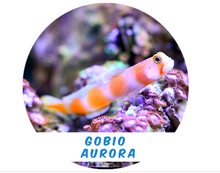 Load image into Gallery viewer, Aurora goby (Afr.)
