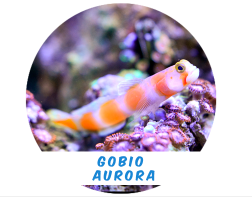 Gobio Aurora (Afr.)